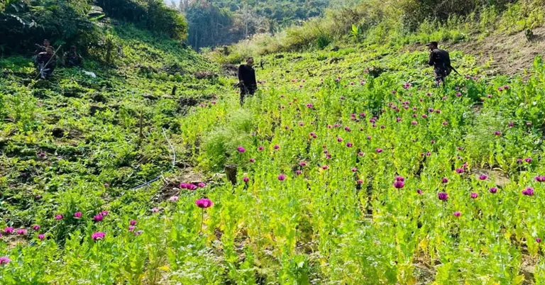 যৌথ অভিযানে ধ্বংস করা হচ্ছে একটি পপি খেত